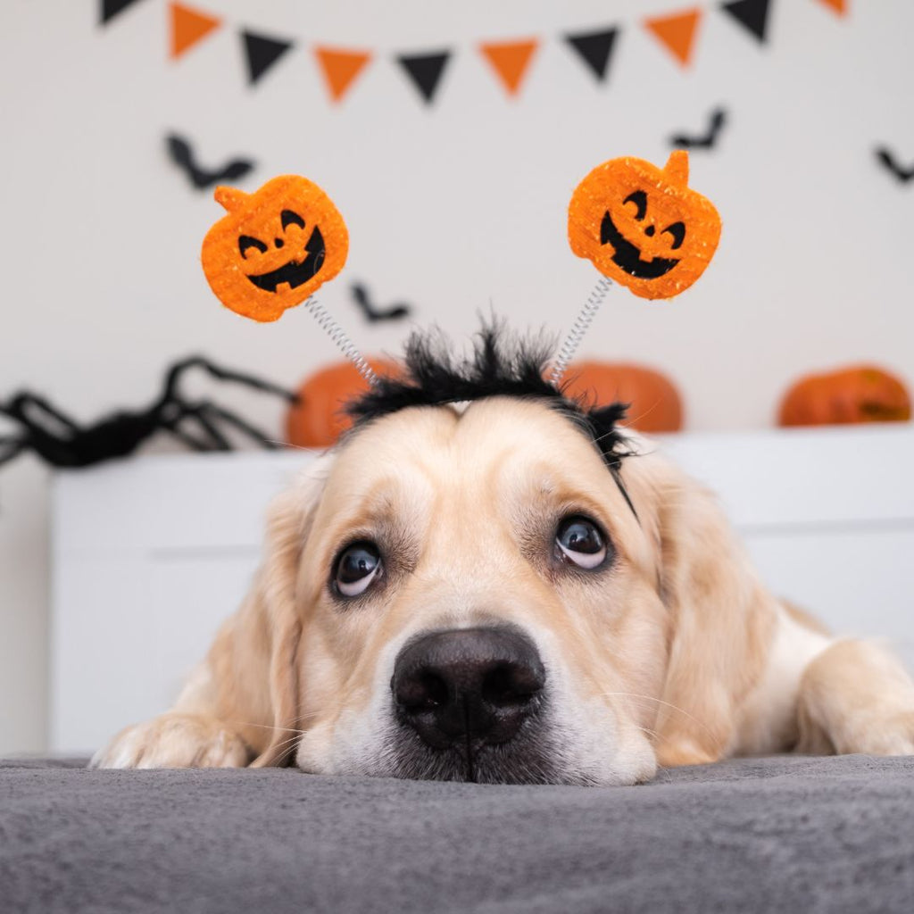 Unleash Your Pup's Howloween Spirit!